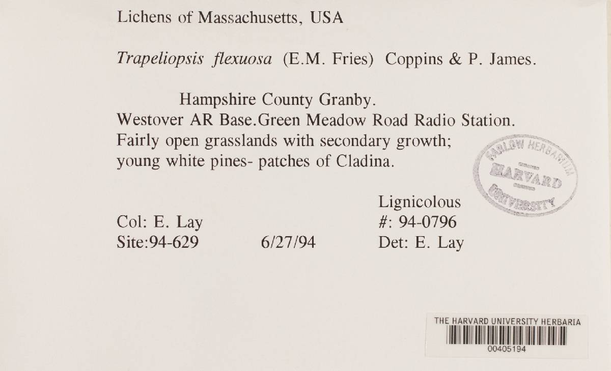 Trapeliopsis flexuosa image