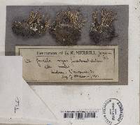 Cladonia furcata image