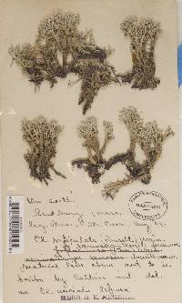 Cladonia boryi image