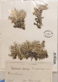 Cladonia boryi image