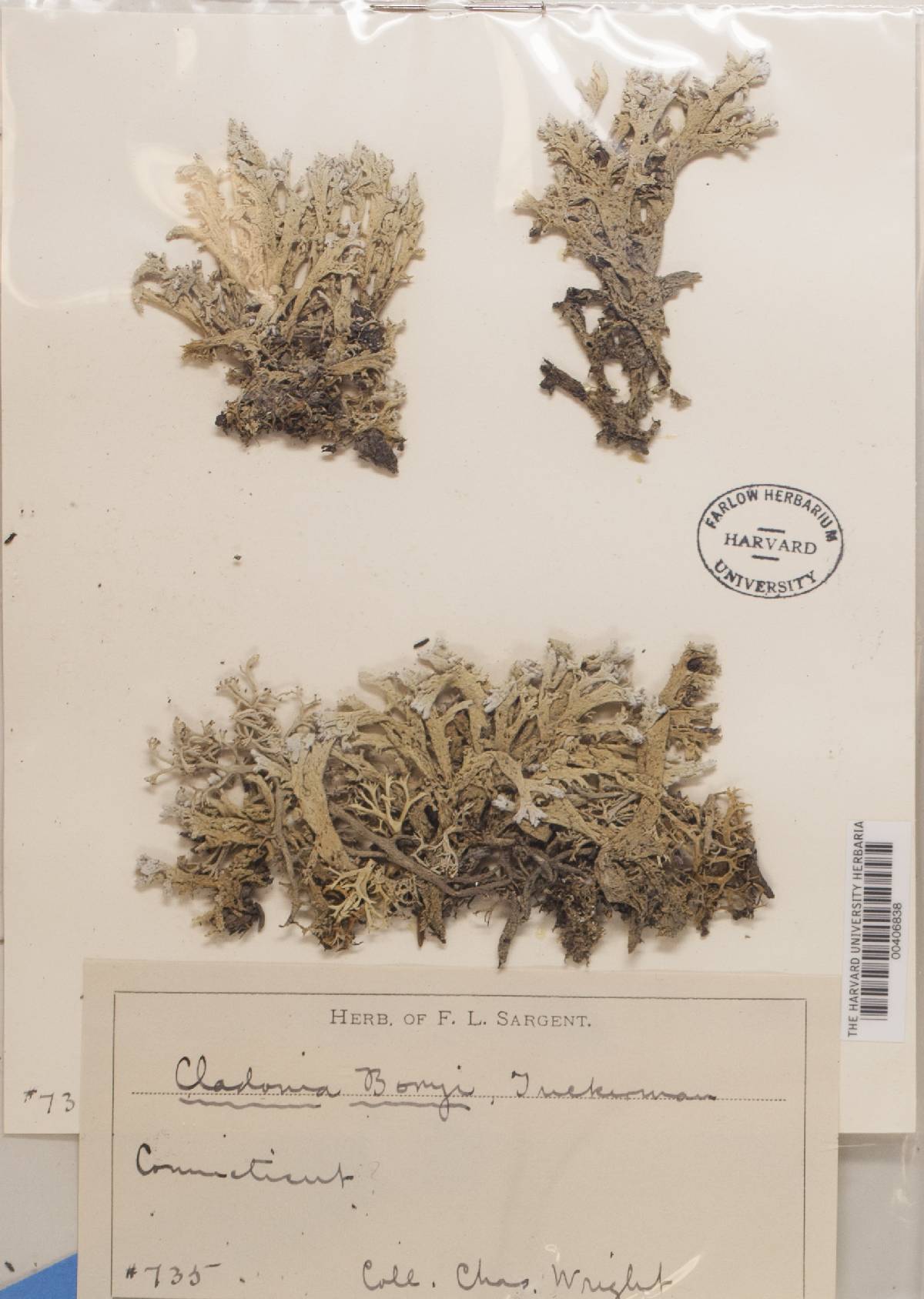 Cladonia boryi image