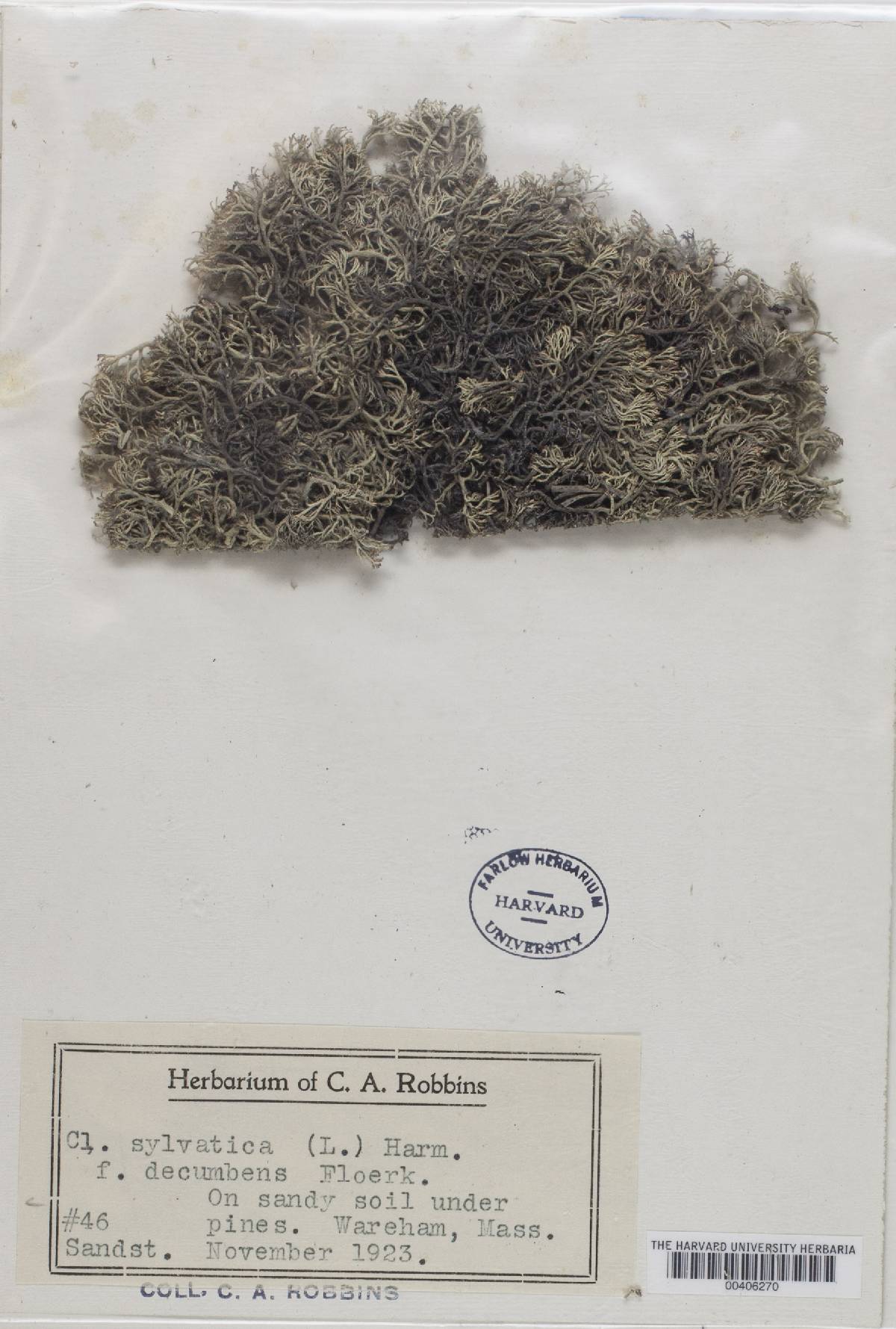 Cladonia arbuscula f. decumbens image