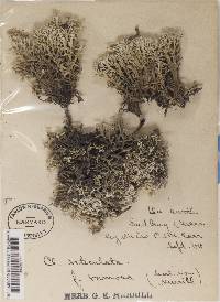 Cladonia boryi image