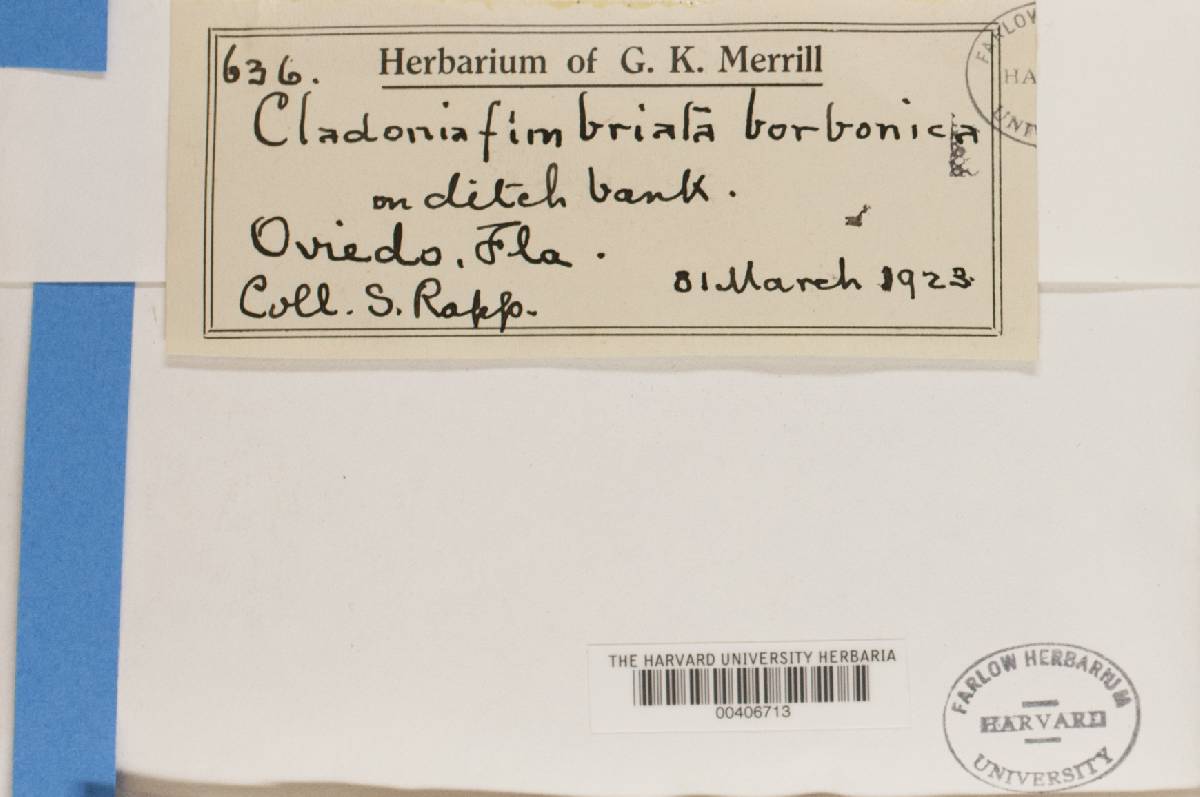 Cladonia borbonica image