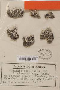 Cladonia bacillaris image