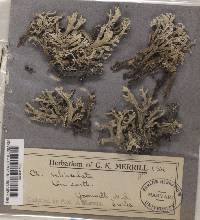 Cladonia boryi image