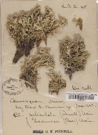 Cladonia boryi image