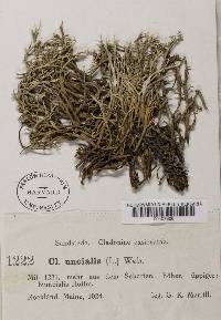 Cladonia uncialis ssp. biuncialis image