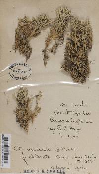 Cladonia uncialis var. obtusata image
