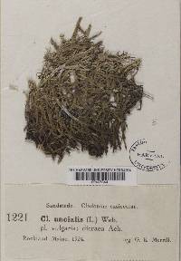 Cladonia uncialis var. dicraea image