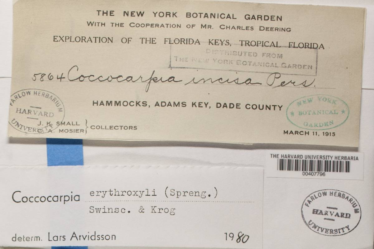 Coccocarpia erythroxyli image