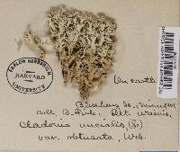 Cladonia uncialis var. obtusata image