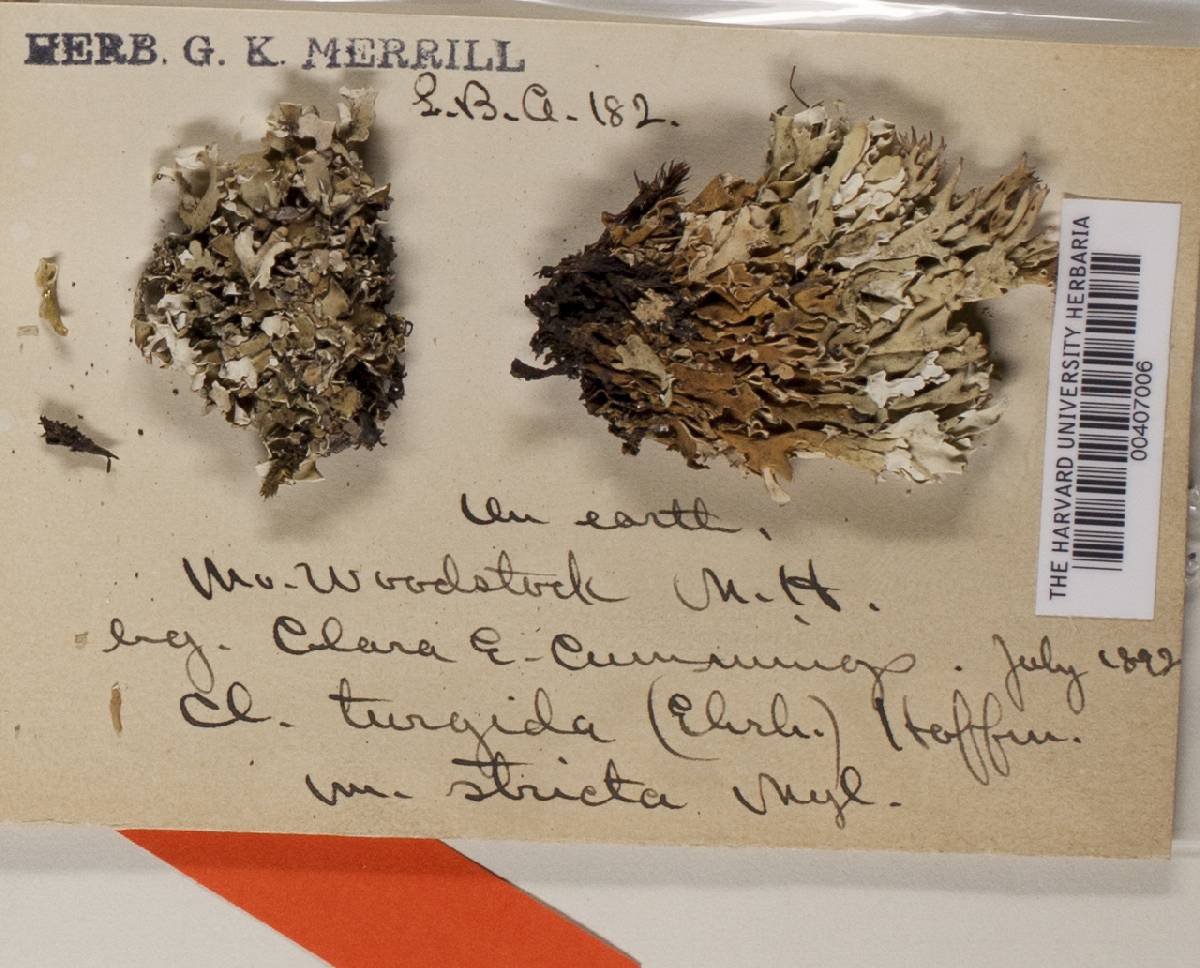 Cladonia turgida image