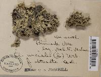 Cladonia uncialis var. obtusata image
