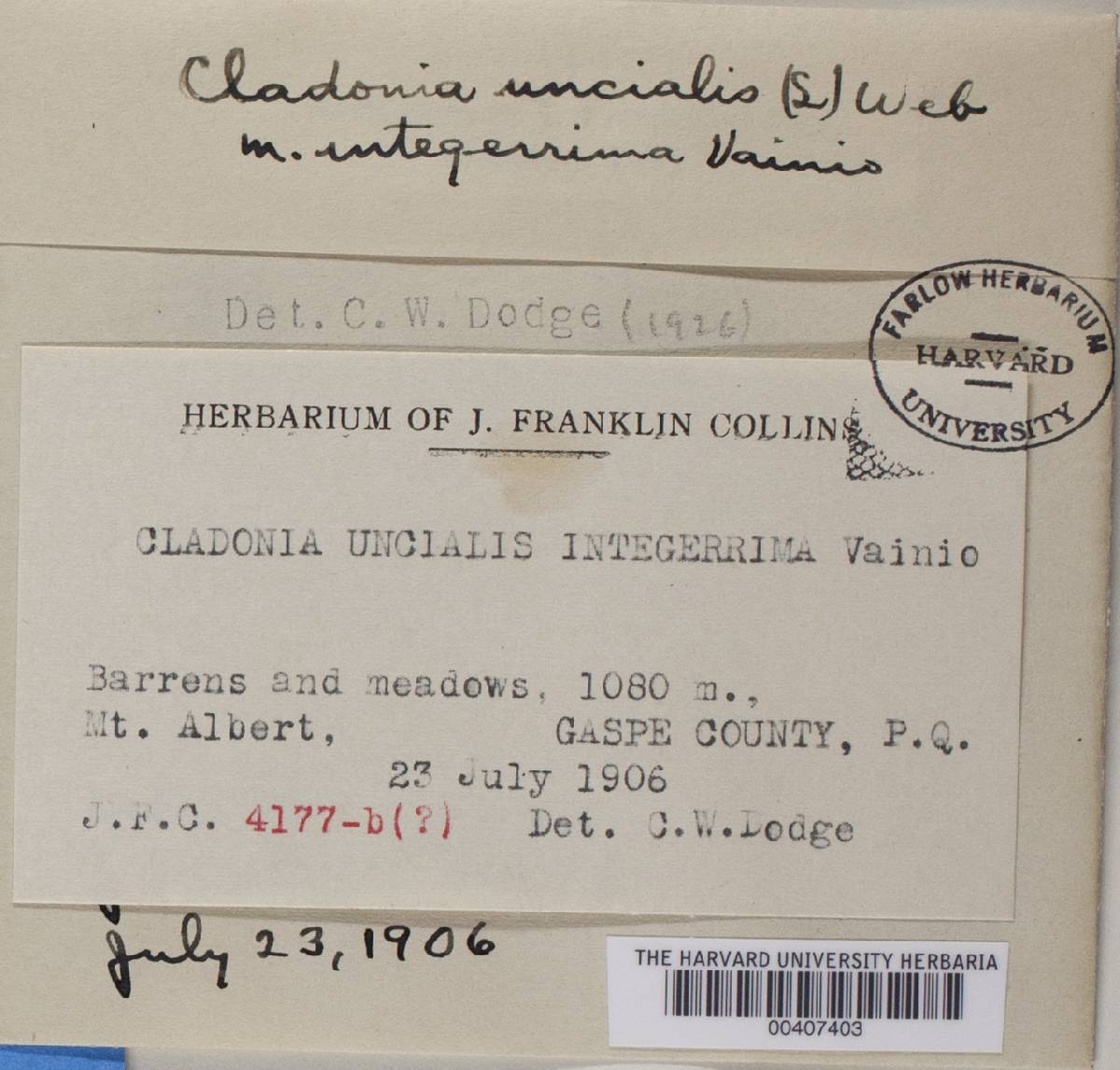 Cladonia uncialis f. integerrima image