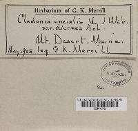 Cladonia uncialis var. dicraea image