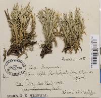 Cladonia uncialis ssp. biuncialis image