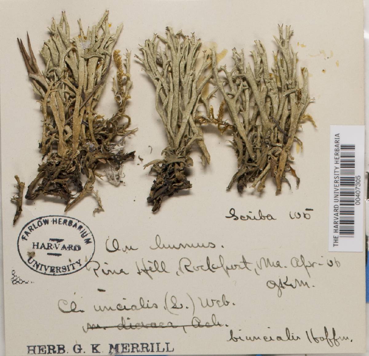 Cladonia uncialis ssp. biuncialis image