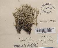 Cladonia uncialis var. dicraea image