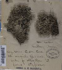 Cladonia uncialis var. obtusata image