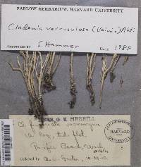 Cladonia verruculosa image