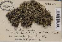 Cladonia uncialis f. humilior image