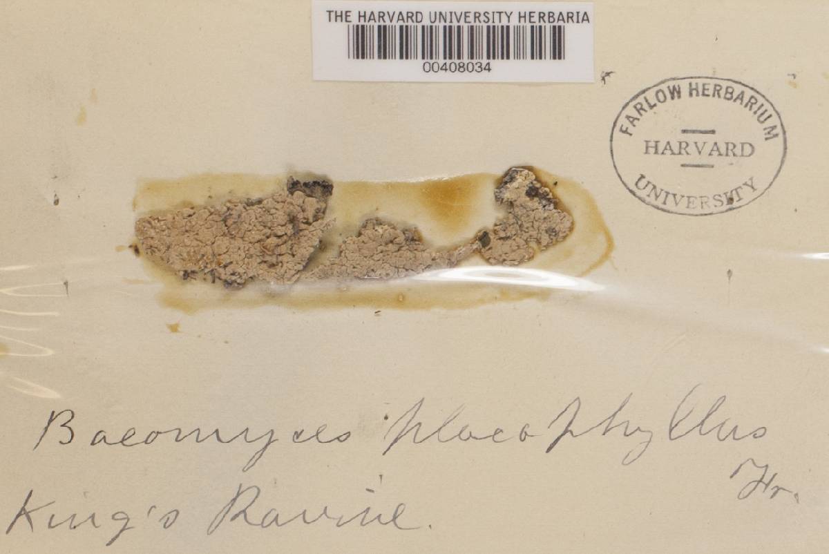 Baeomyces placophyllus image
