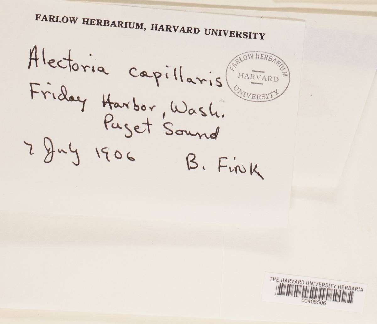 Bryoria capillaris image
