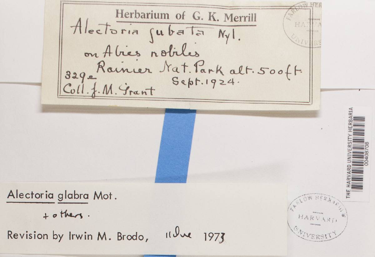 Bryoria glabra image