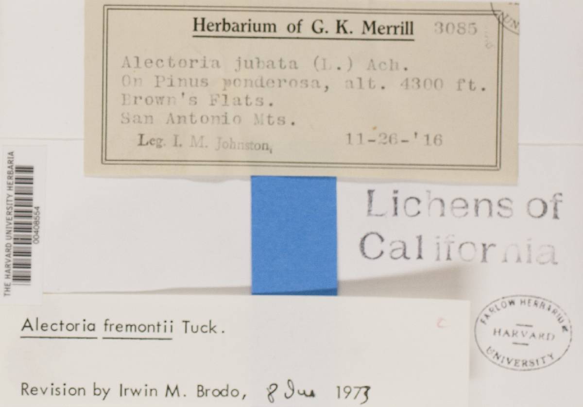 Bryoria fremontii image