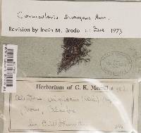 Coelocaulon divergens image