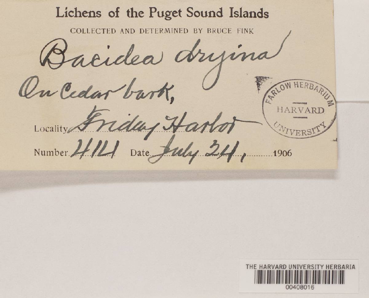 Bactrospora dryina image