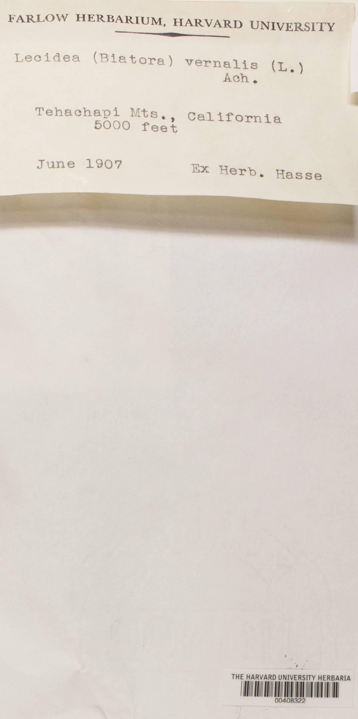 Lecania naegelii image