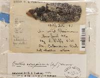 Image of Hafellia curatellae