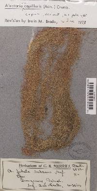Bryoria capillaris image