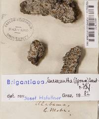 Brigantiaea leucoxantha image