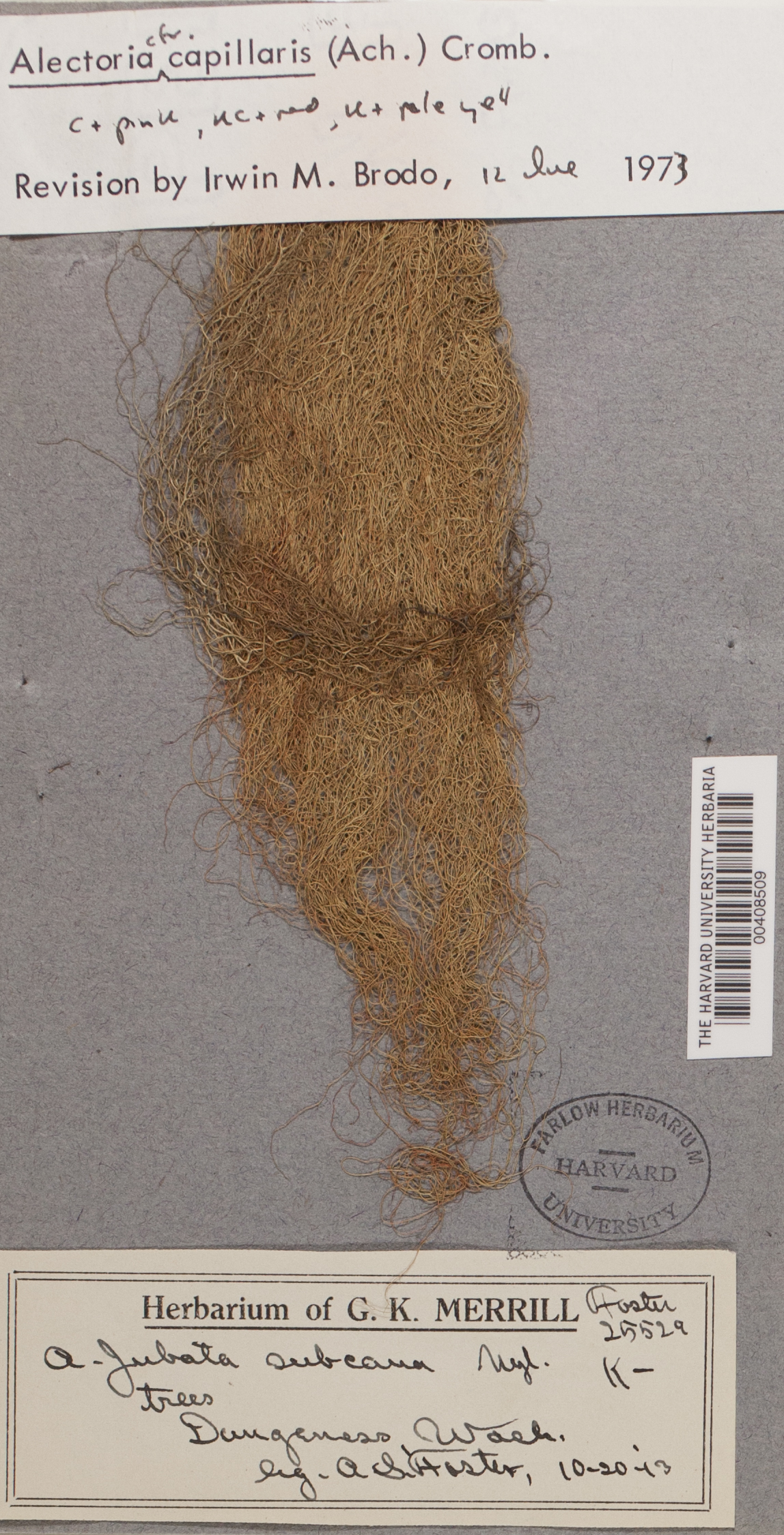 Bryoria capillaris image