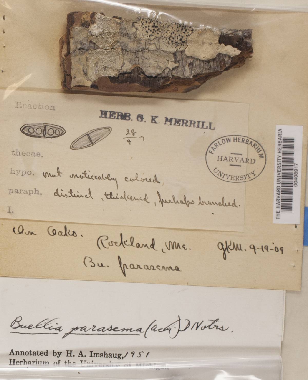 Buellia disciformis image