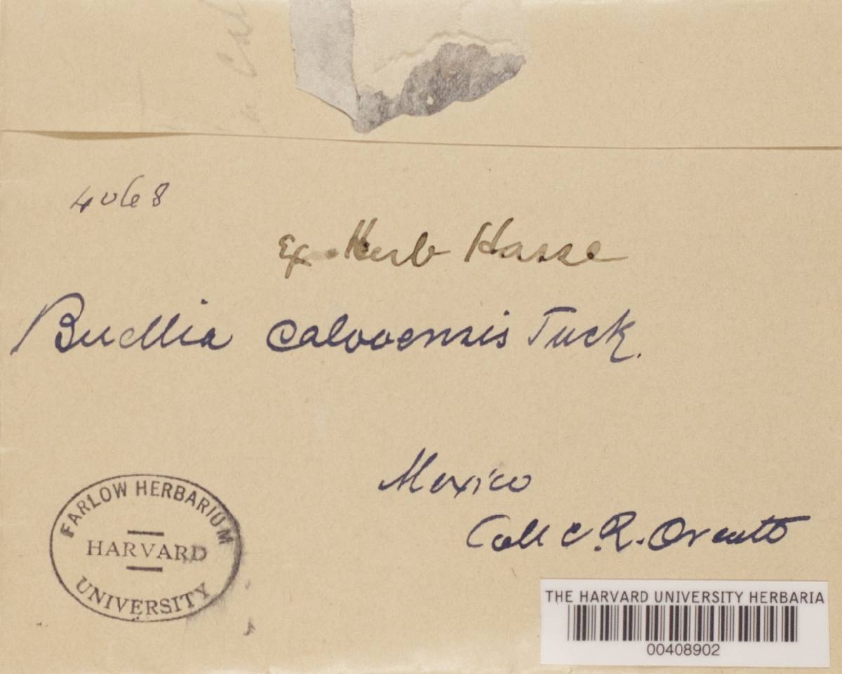 Buellia caloosensis image