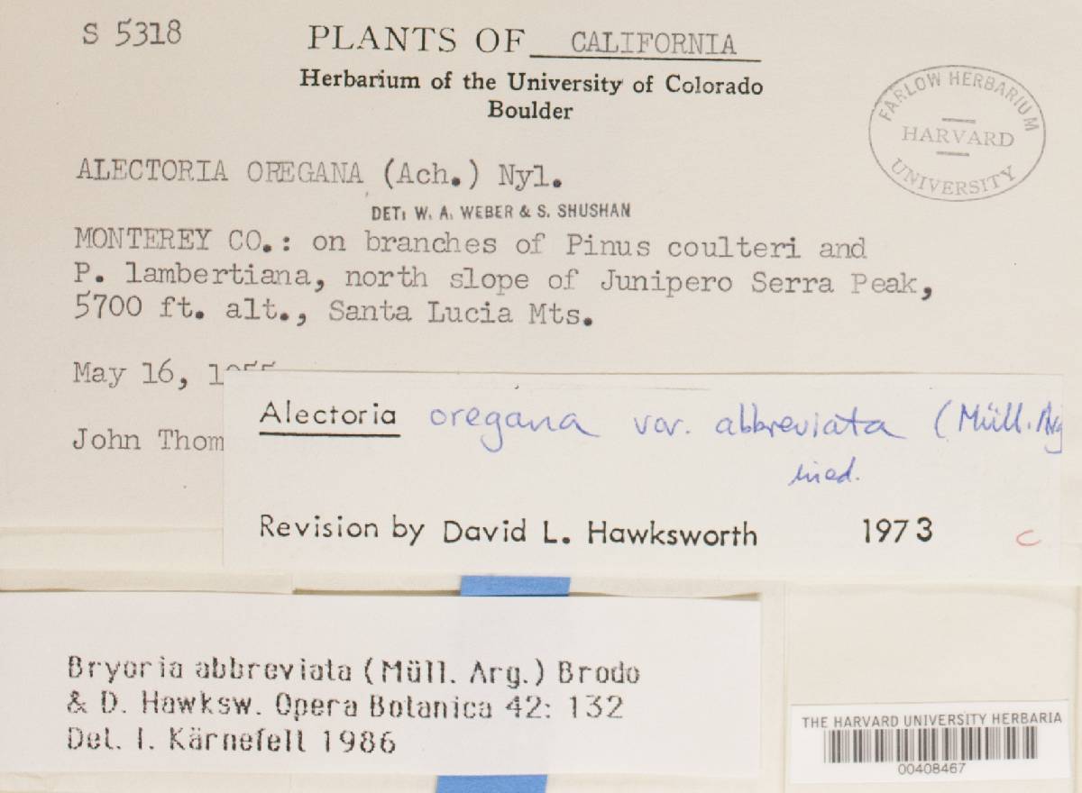 Nodobryoria abbreviata image