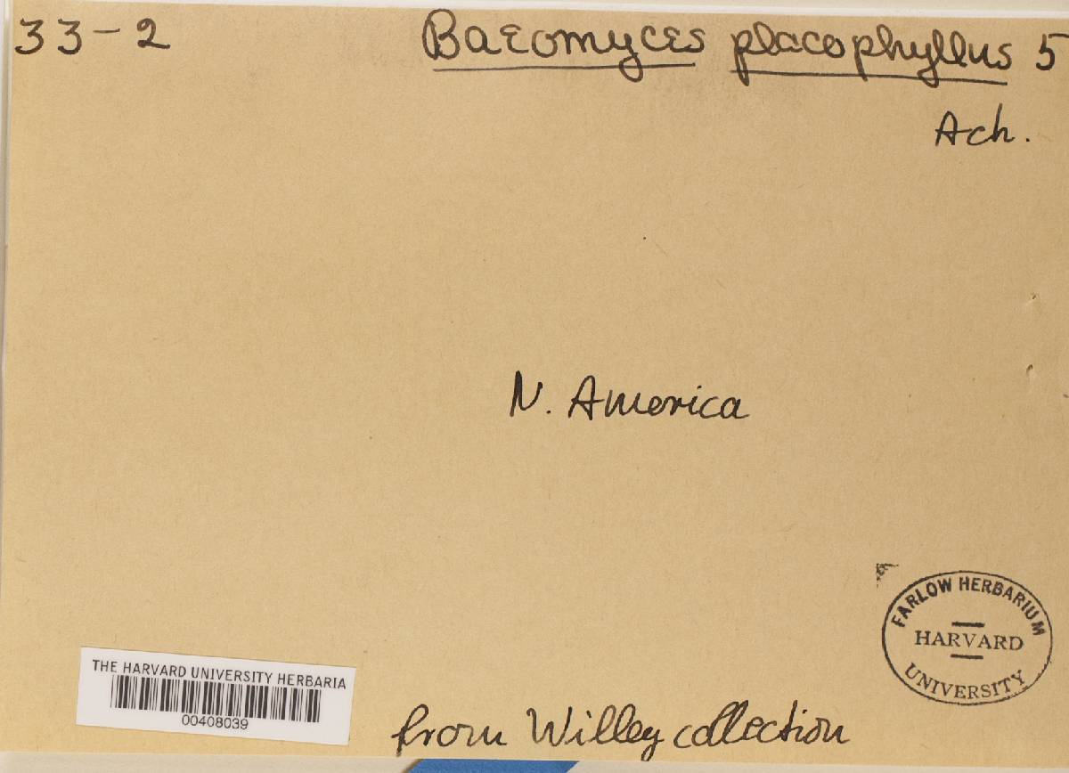 Baeomyces placophyllus image