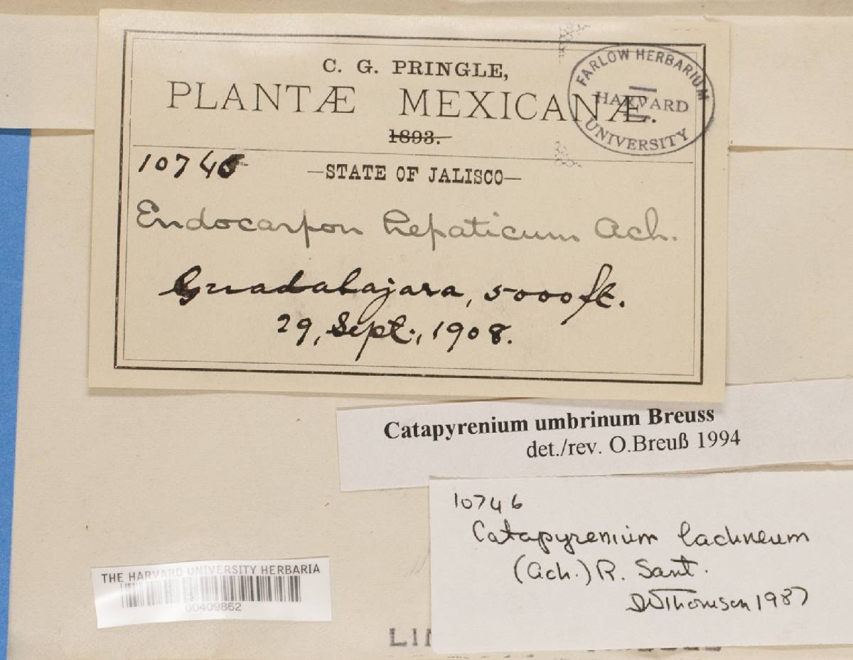 Clavascidium image
