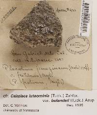 Caloplaca luteominia var. bolanderi image