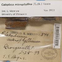 Caloplaca microphyllina image