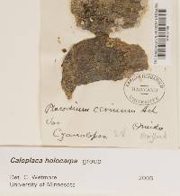Caloplaca holocarpa image