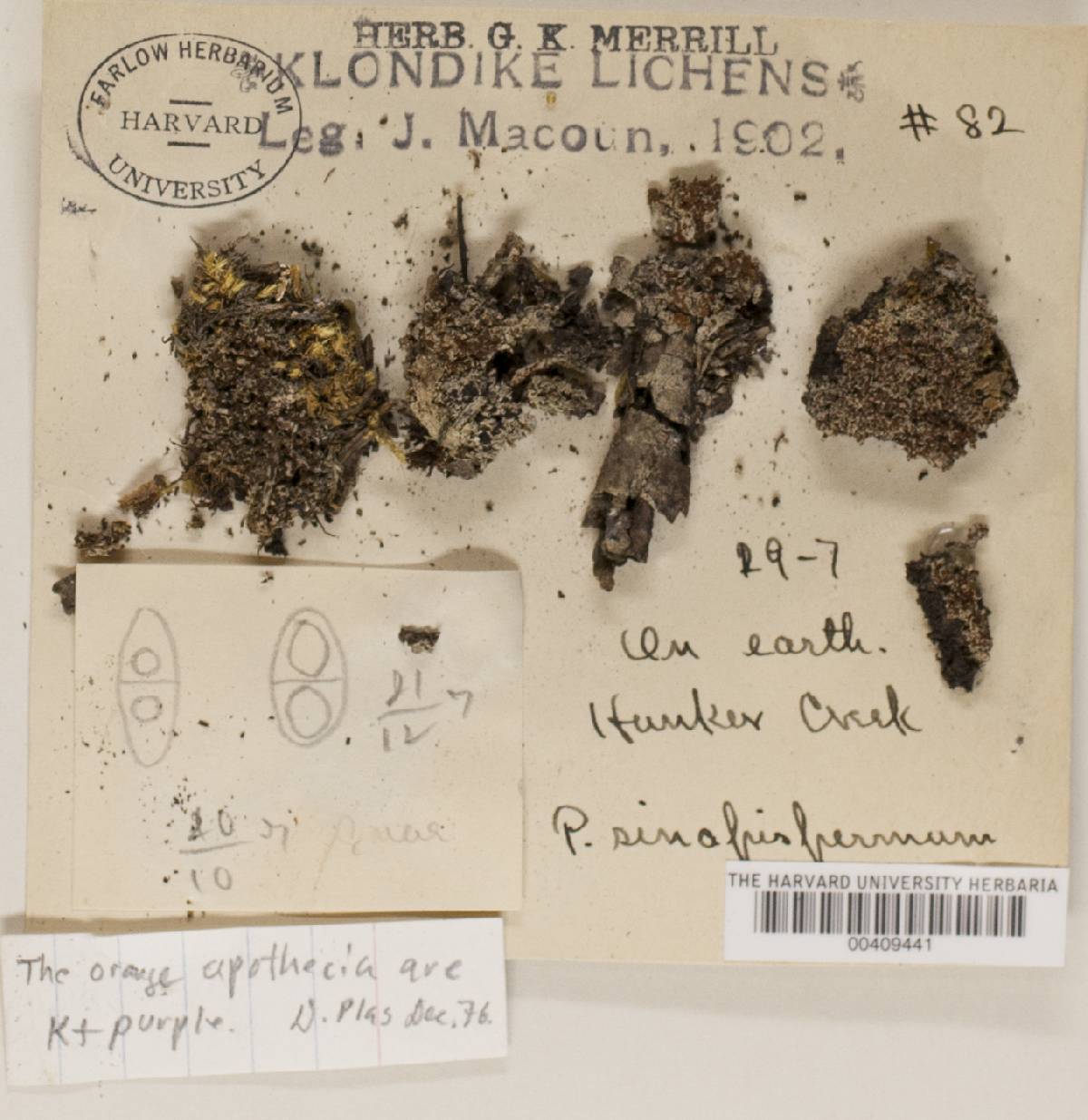Caloplaca sinapisperma image
