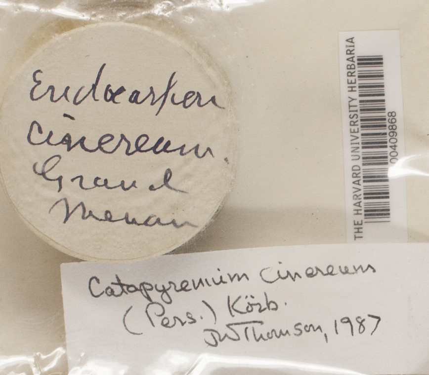 Catapyrenium cinereum image