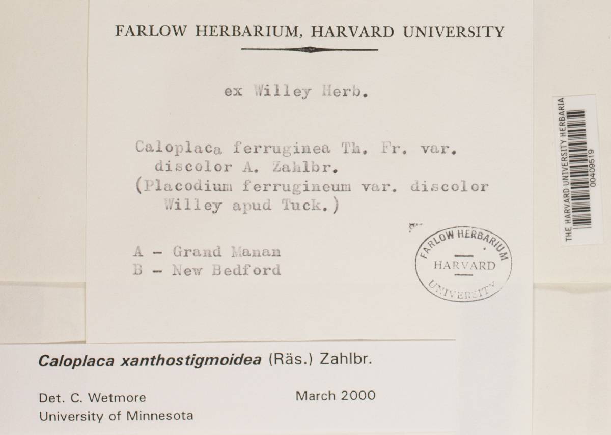 Caloplaca xanthostigmoidea image