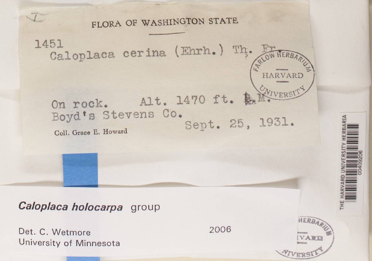 Caloplaca holocarpa image