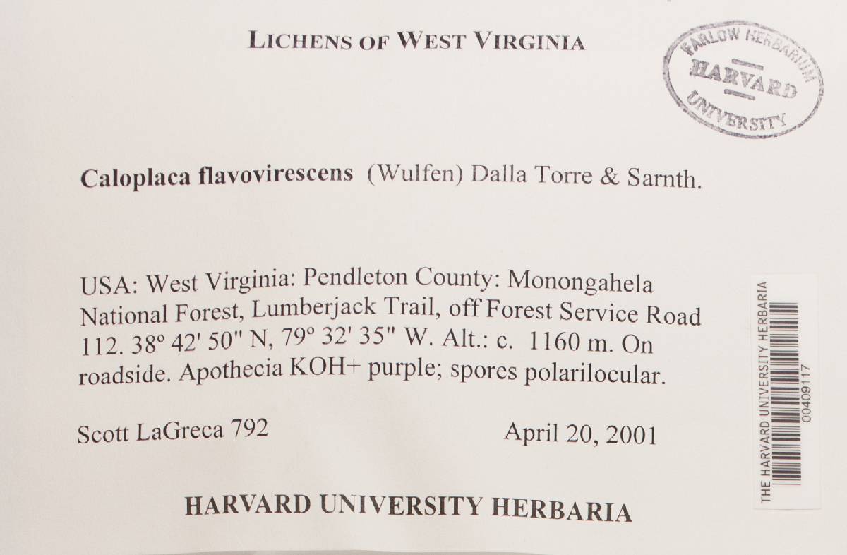 Caloplaca flavovirescens image